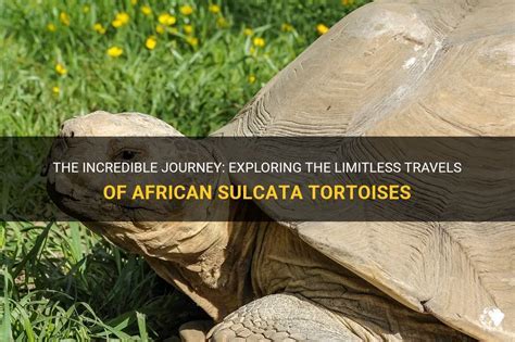  Clever Tortoise and His Unexpected Journey: Discovering Wisdom Through Trickery!