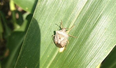 とうもろこし 虫 - 自然界の驚異と人間の創造力