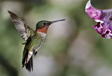  Die Geschichte von der Hummingbirdschlange: Ein 9. Jhdt. mexikanisches Märchen über die Verbindung zwischen Natur und Geist!