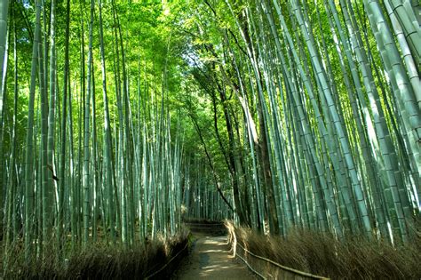  Journey Through the Bamboo Grove: A Japanese Folk Tale of Perseverance and Unlikely Friendships!