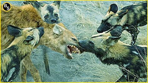  The Dog and the Hyena: Exploring Ethiopian Folklore Through Animalistic Antics