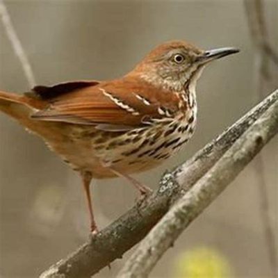  Der Rostfarbene Vogel: Ein Märchen der Sehnsucht und des Verlangens!