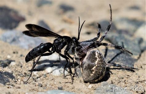  The Spider and the Wasp – Eine Geschichte von List und Freundschaft im Herzen Südafrikas